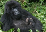Parque Natural en el Congo